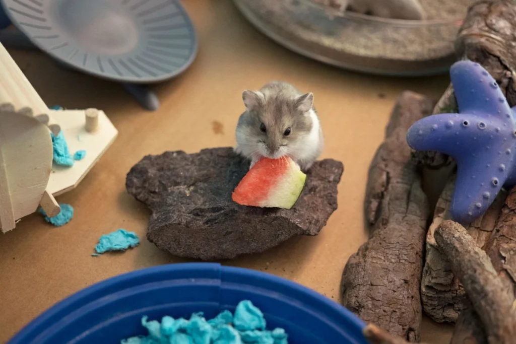 Hamster eating a small piece of watermelon safely