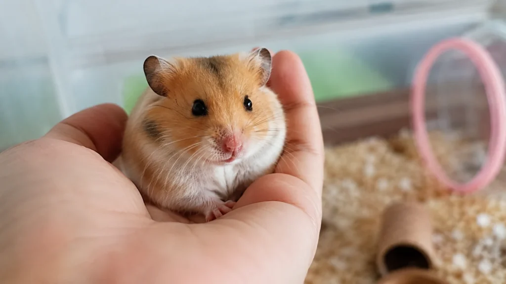 Relaxed hamster resting comfortably in a person's hand