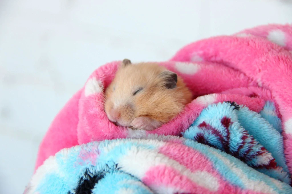 Hamster sleeping comfortably in a warm blanket