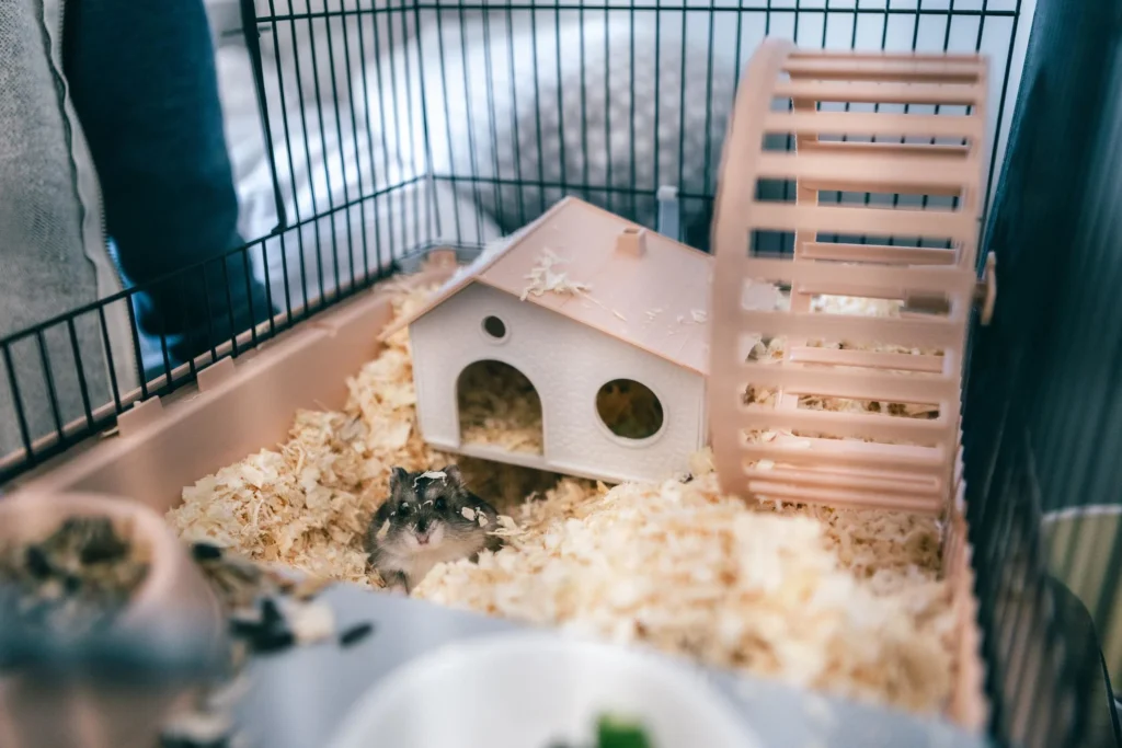 Small hamster cage setup with wheel bedding and hideout