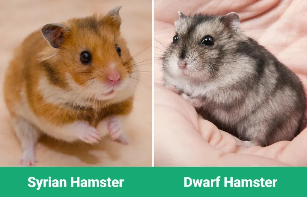 Syrian hamster and dwarf hamster size comparison