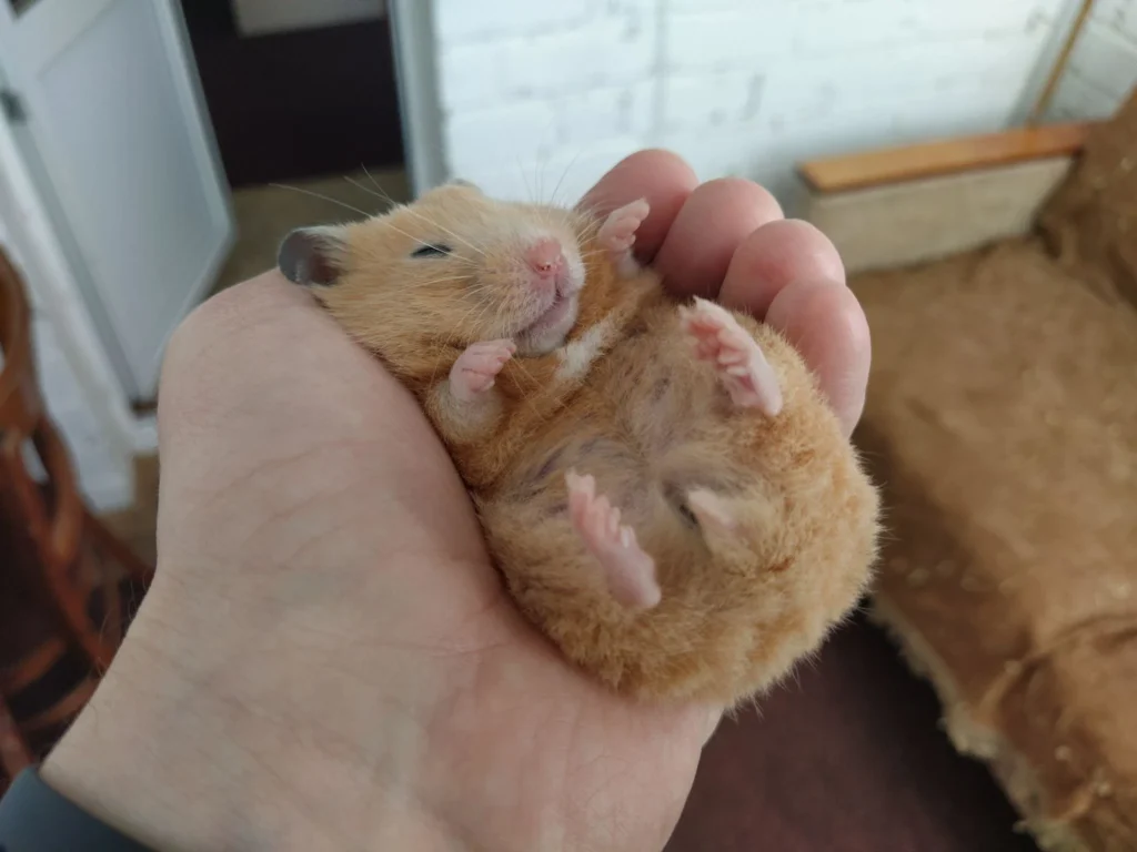 Relaxed hamster sleeping comfortably in owner's hand