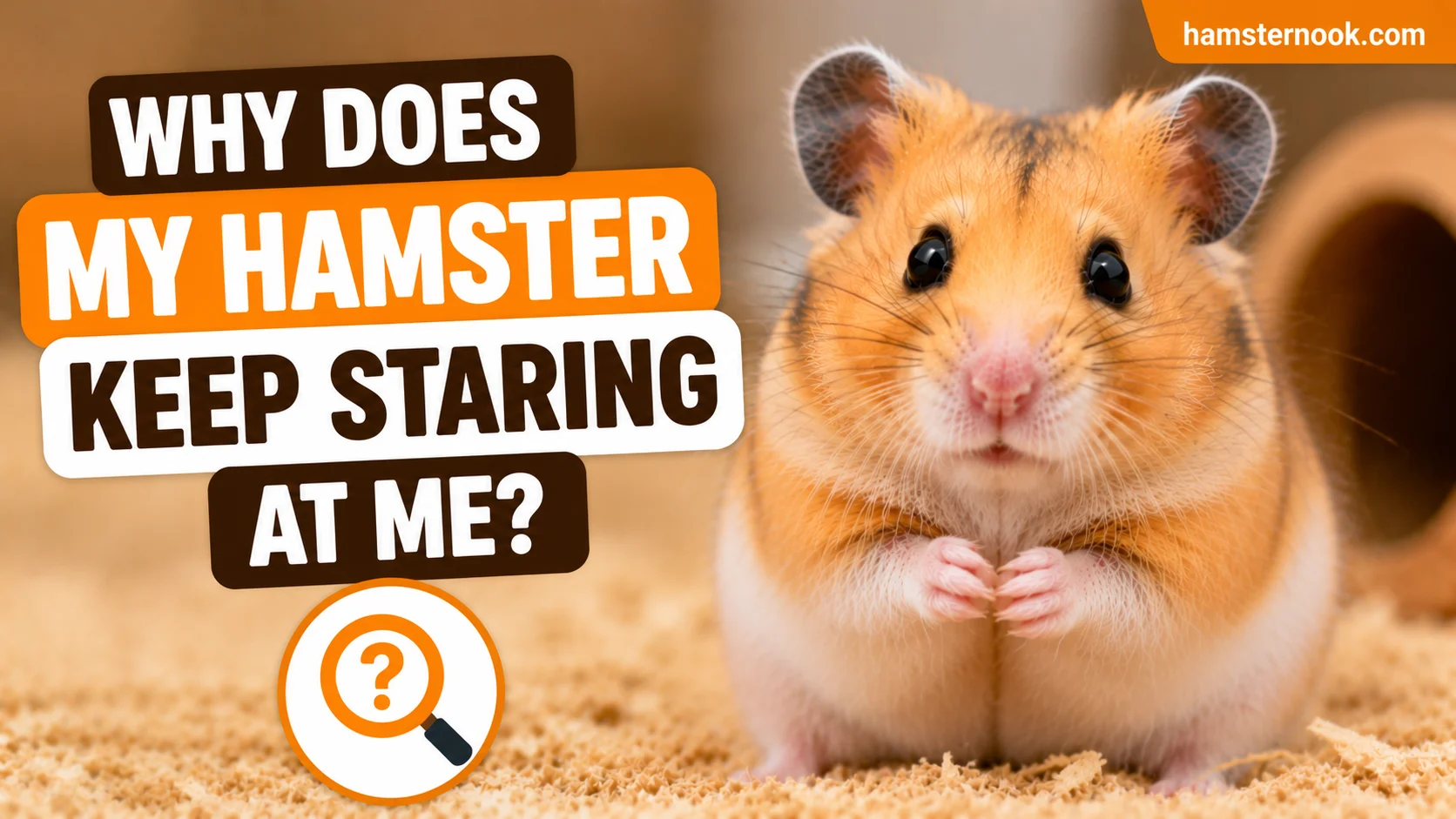 Cute hamster staring curiously at its owner inside cage