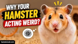 Hamster hiding in cage while acting stressed and unusual