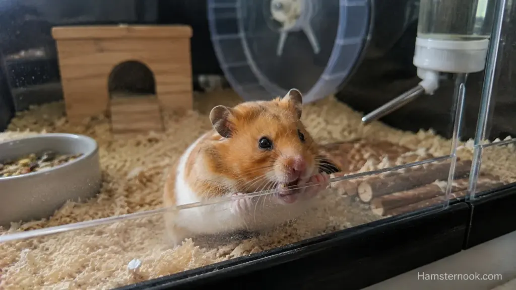 Why Is My Hamsters Biting the Cage? Causes, Meaning & Safe Fixes