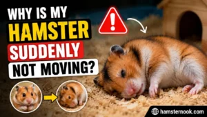 Hamster lying still inside cage while owner checks for signs of illness