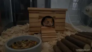 Healthy Syrian hamster peeking out of a wooden hide during the evening inside a natural cage setup.