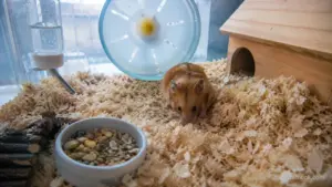 Healthy Syrian hamster burrowing in deep unscented paper bedding inside a spacious enclosure