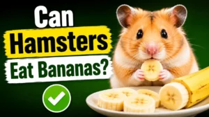 Hamster eating a small piece of banana safely