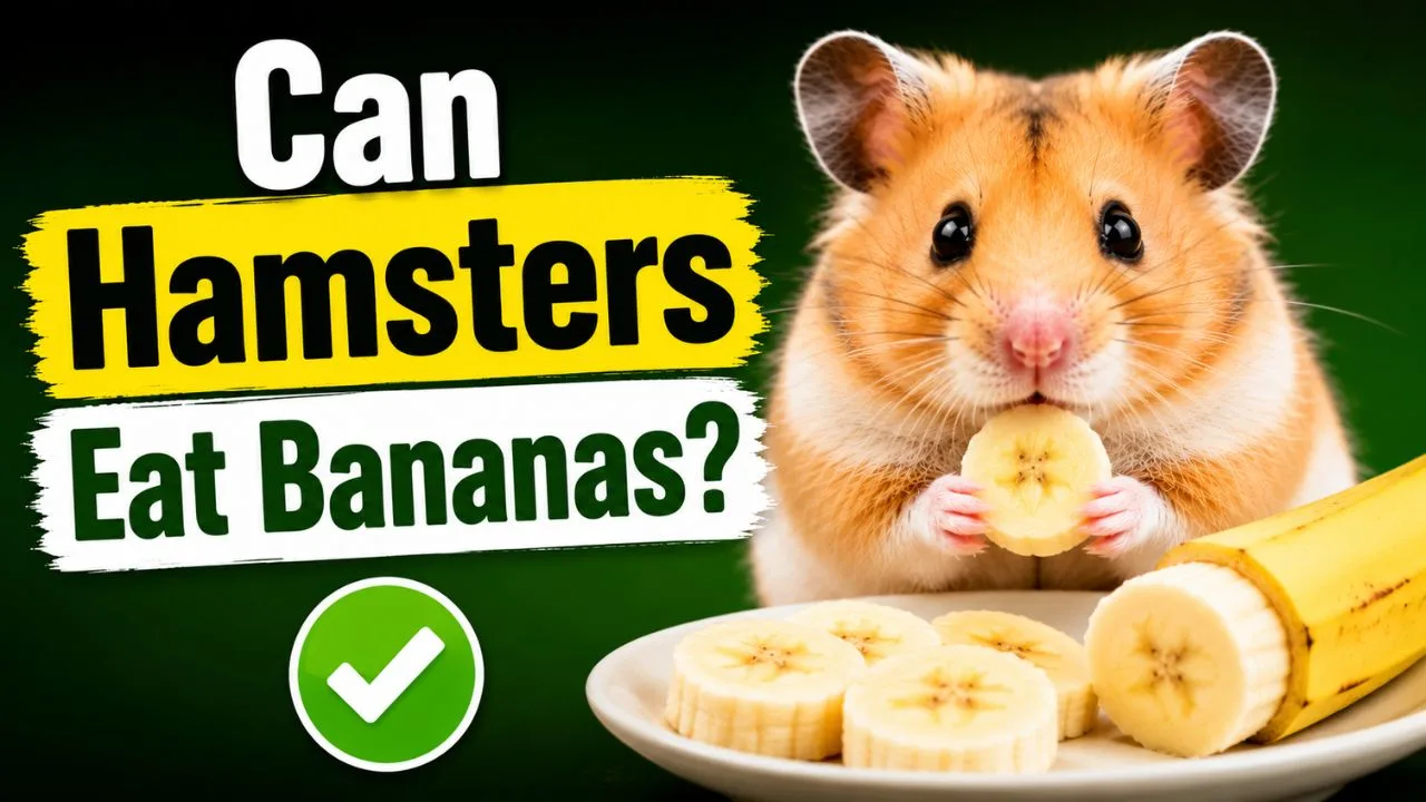 Hamster eating a small piece of banana safely