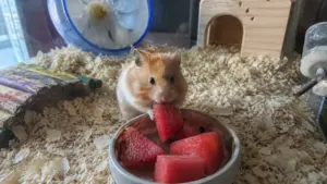 Syrian hamster eating a tiny seedless piece of fresh watermelon