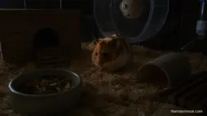 A Syrian hamster exploring its enclosure in dim evening lighting.