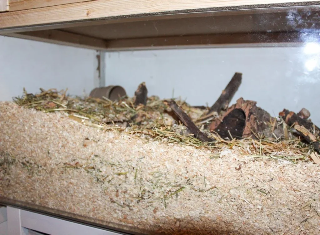 Deep hamster bedding setup for natural burrowing behavior
