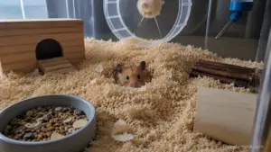 A Syrian hamster digging through deep paper bedding inside a spacious natural enclosure.