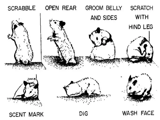 Hamster body language chart showing common behaviors and postures