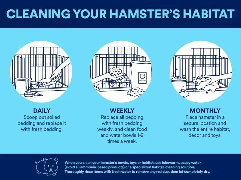 Hamster cage cleaning schedule infographic for beginners