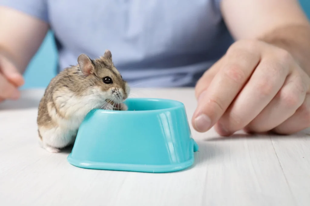 Pet hamster eating food from a bowl