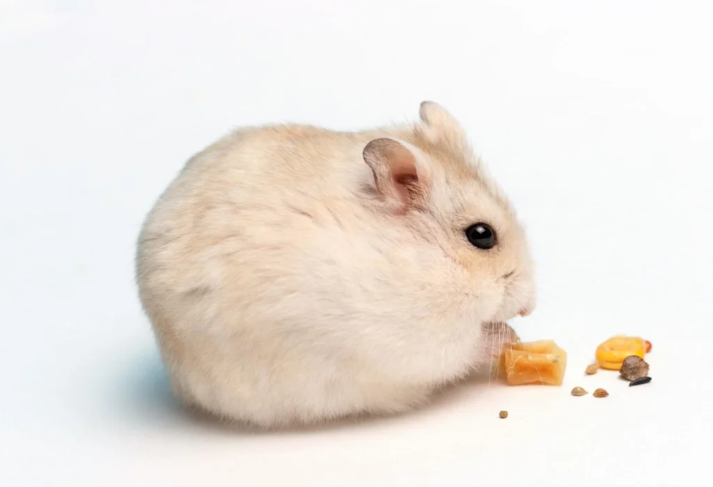 Hamster eating a small treat safely in moderation