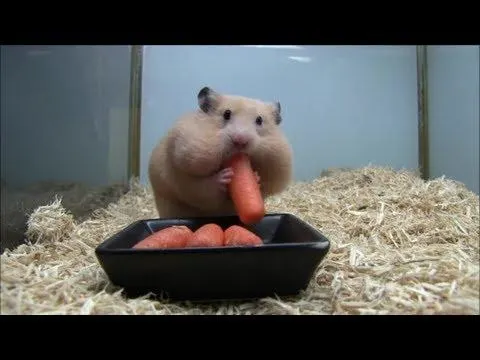 Too much carrot may cause weight gain and digestive problems in hamsters.