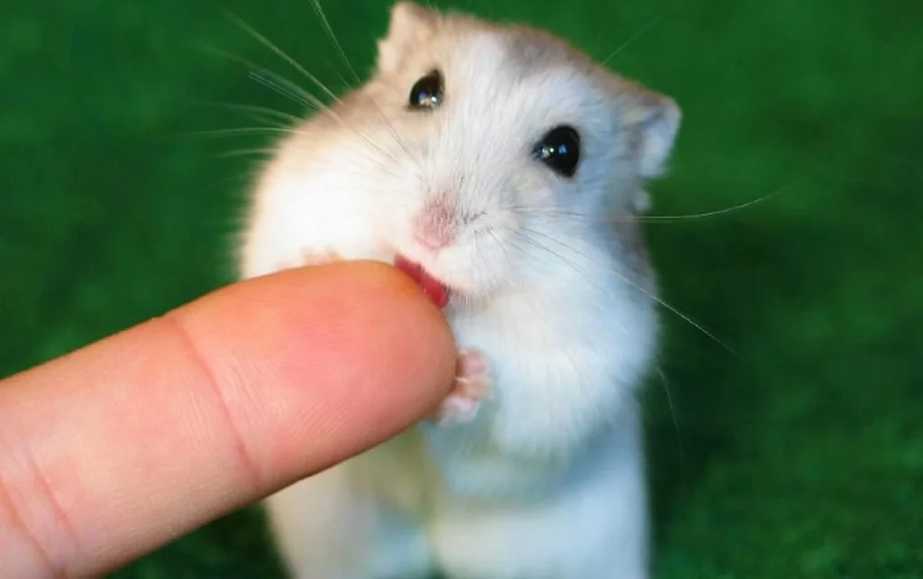 Hamster gently nibbling a finger during interaction