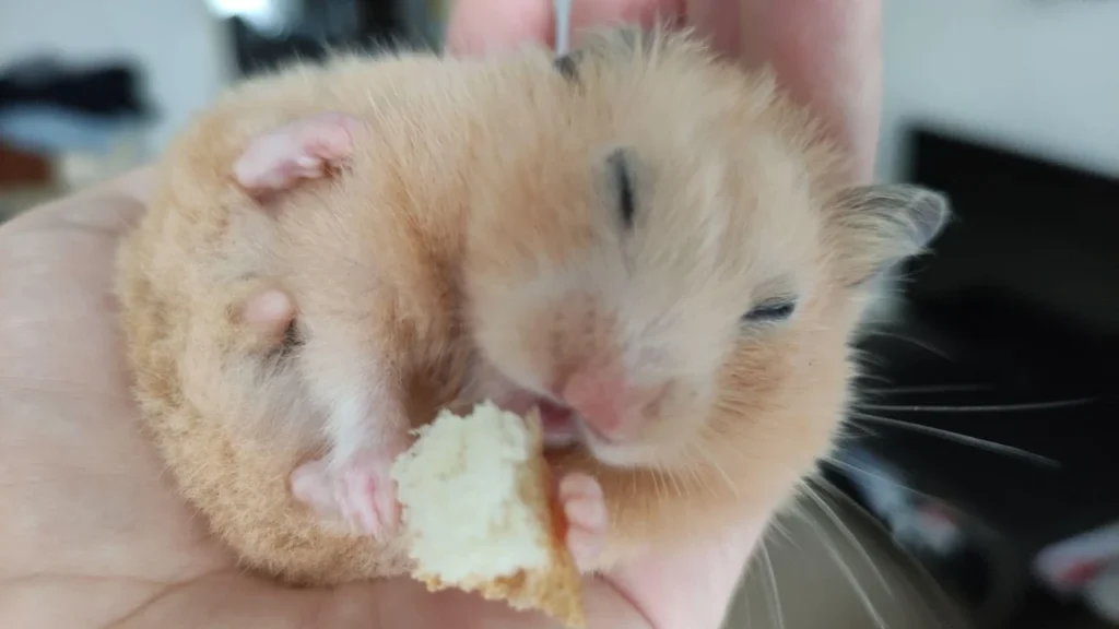 Hamster biting while smelling food on a person's hand