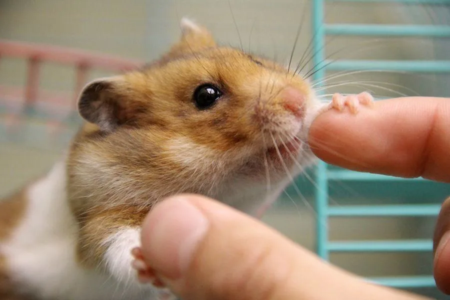 Hamster gently nibbling a finger after smelling food scent