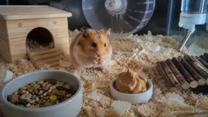 Syrian hamster sniffing a tiny smear of plain peanut butter beside fresh vegetables and hamster pellets, Hamsters Eat Peanut Butter