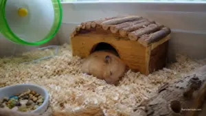 Syrian hamster sleeping peacefully inside deep bedding in a natural enclosure