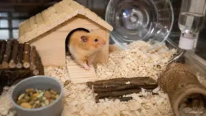 A Syrian hamster gently nibbling a person's finger during a handling session.
