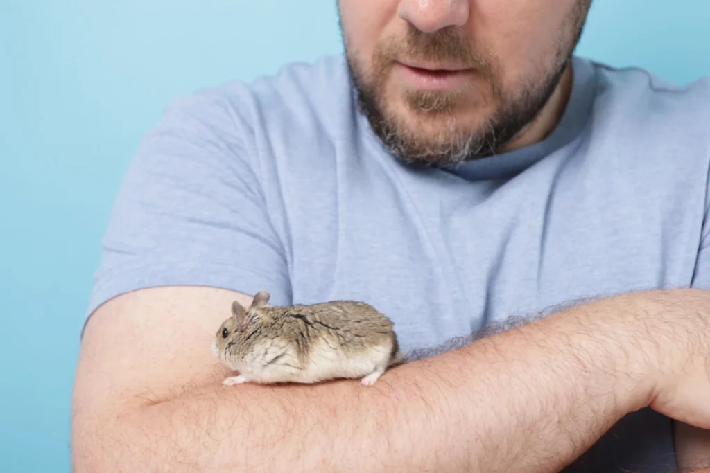Hamster sitting calmly on its owner's arm during handling