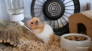 Syrian hamster drinking fresh water from a bottle inside a clean cage