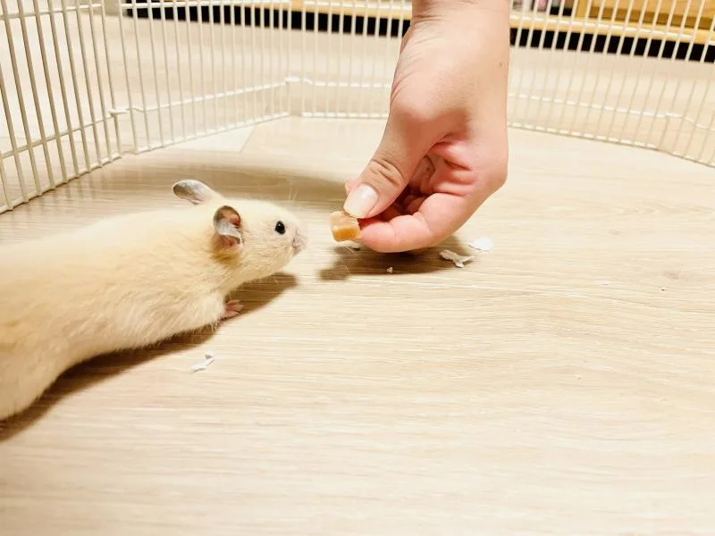 Hand feeding a hamster during taming and trust building