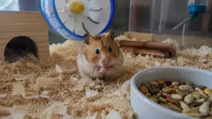 Healthy Syrian hamster sitting beside a wooden hideout inside a spacious enclosure