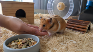 A Syrian hamster calmly climbing onto its owner's open hand inside a natural enclosure.