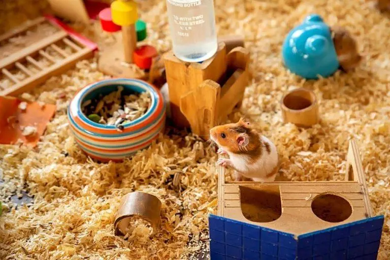 New hamster adjusting to a comfortable cage setup