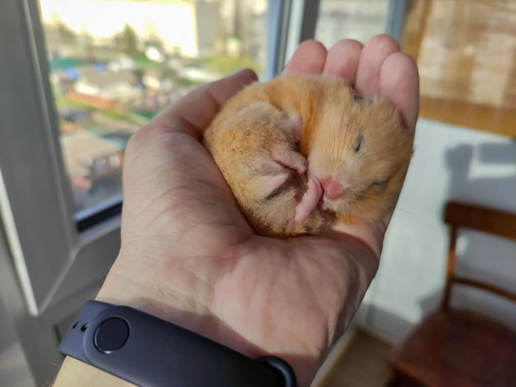 Hamster sleeping peacefully in a person's hand