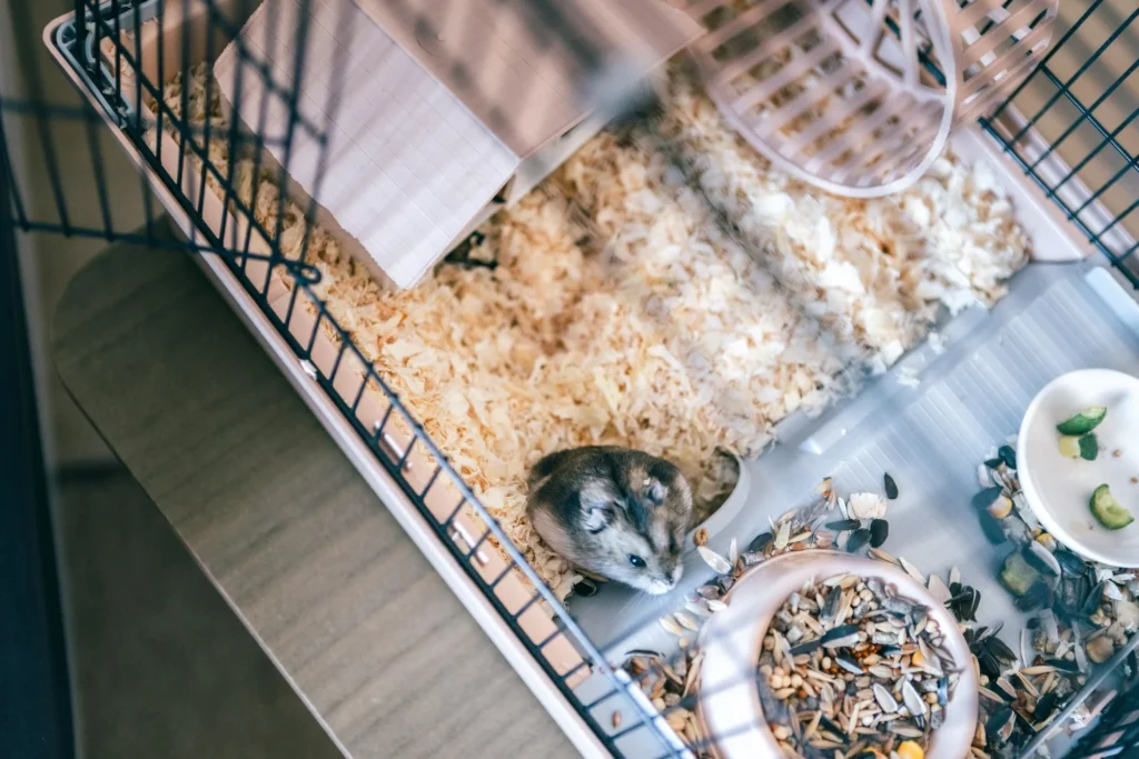 Hamster cage with shallow bedding and limited burrowing space