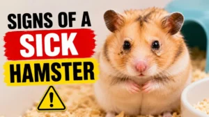 Signs of a sick hamster showing symptoms like lethargy, wet tail, and poor fur condition