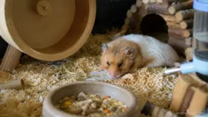 A weak pet hamster resting quietly inside a clean cage while showing signs of serious illness