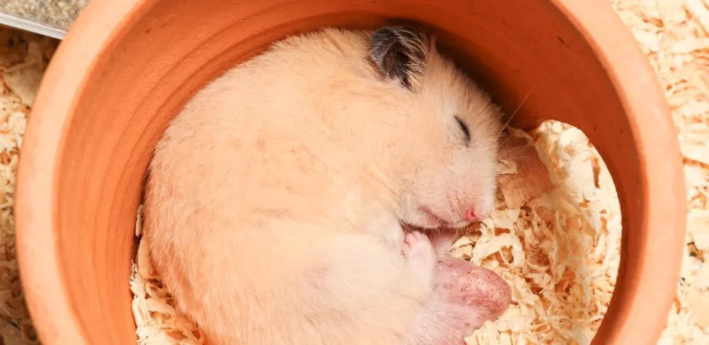 Hamster sleeping peacefully inside a hideout during daytime