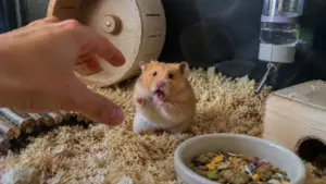 Healthy Syrian hamster hiding inside a wooden hideout in a quiet, spacious enclosure