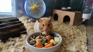 Healthy Syrian hamster eating pellets and fresh vegetables inside a spacious enclosure