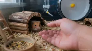A cautious pet hamster watching its owner's hand from inside a safe cage after becoming nervous during handling