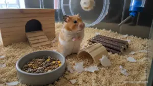 A Syrian hamster sitting alert near a hideout while displaying unusual behavior inside a natural enclosure.