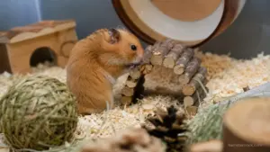 Enriched hamster cage with deep bedding tunnels wheel and hideouts