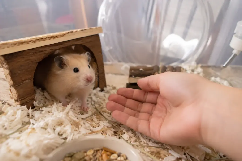 New hamster cautiously approaching owner's hand during first week adjustment period