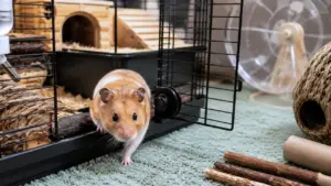 Pet hamster safely exploring outside its cage in a secure play area