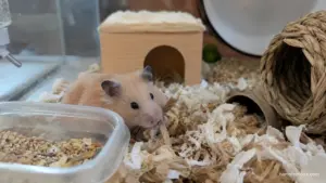 Beginner hamster owner making common care mistakes that can cause stress in a pet hamster