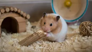 Hamster chewing a natural wooden chew toy for healthy teeth