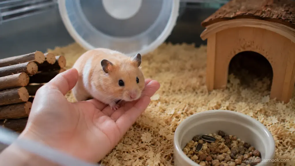 Hamster comfortably sitting on owner's hand during trust-building session